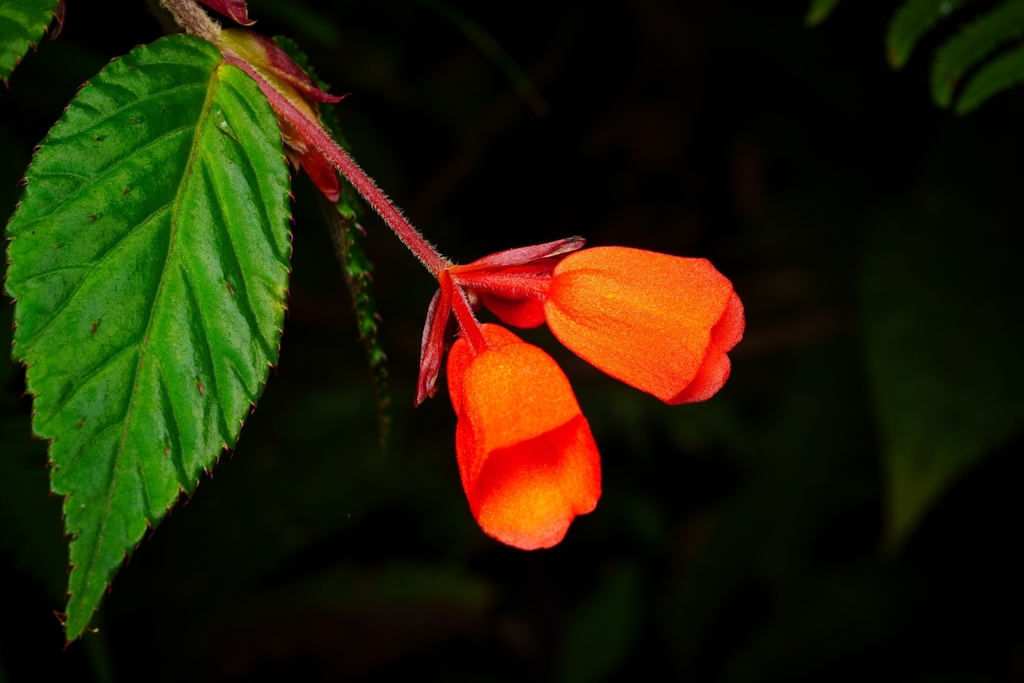 Begonia kalbreyeri