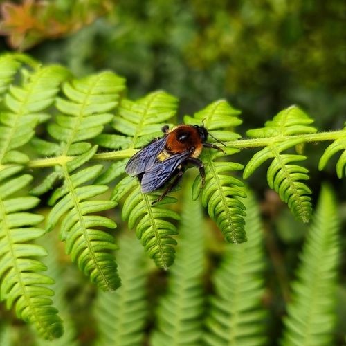 Short-faced Bumble Bee