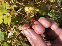 Ampelomyia vitispomum