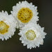 Mount Yushan Pearly Everlasting - Photo (c) Eric Tsai, some rights reserved (CC BY-NC), uploaded by Eric Tsai