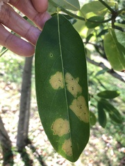 Cephaleuros virescens