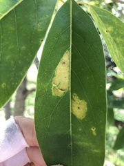 Cephaleuros virescens