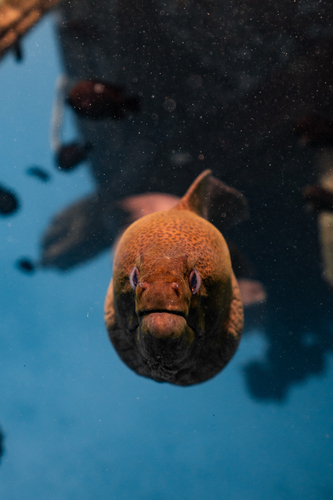 Giant Moray — seen at this dive site