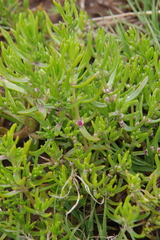 Nitrophila occidentalis