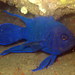 Pez Diablo Azul del Oeste - Photo (c) Saspotato, algunos derechos reservados (CC BY-NC-SA)