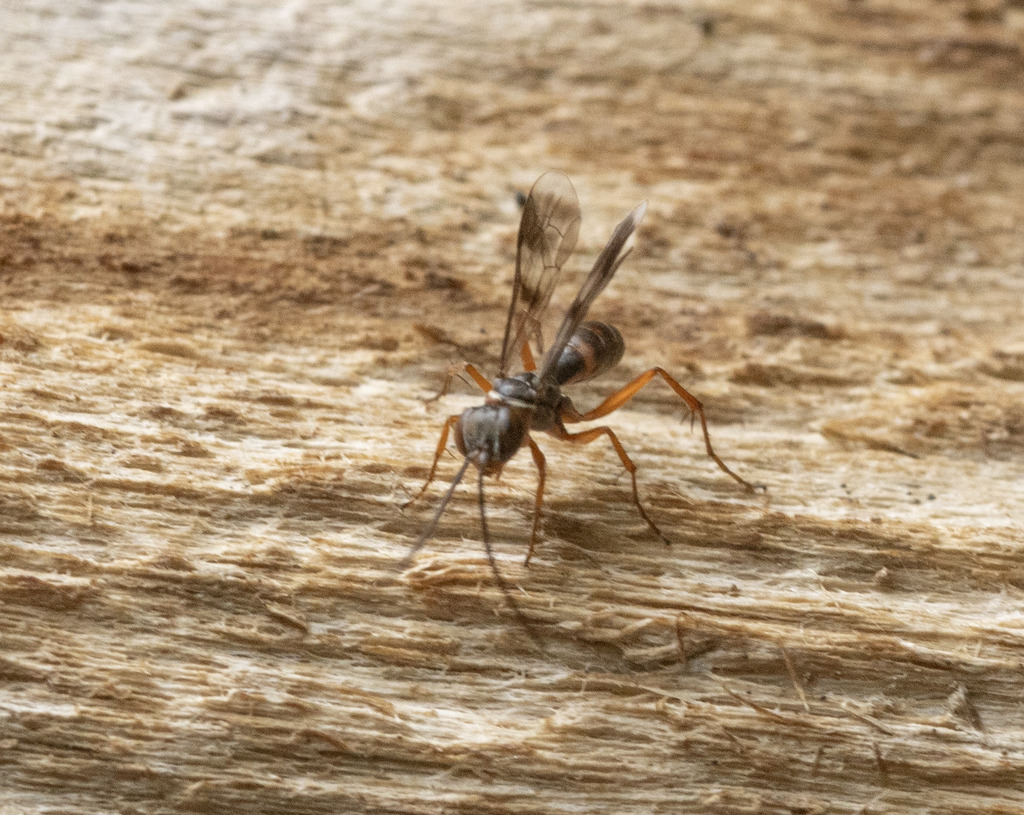 Agenioideus fascinubecula