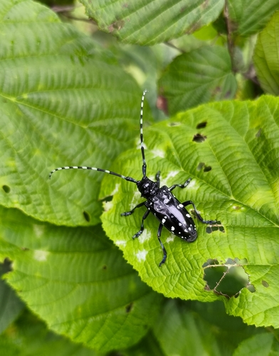 Citrus Longhorn Beetle