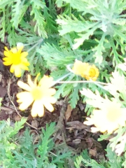 Euryops pectinatus