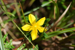 Hypericum nagasawae