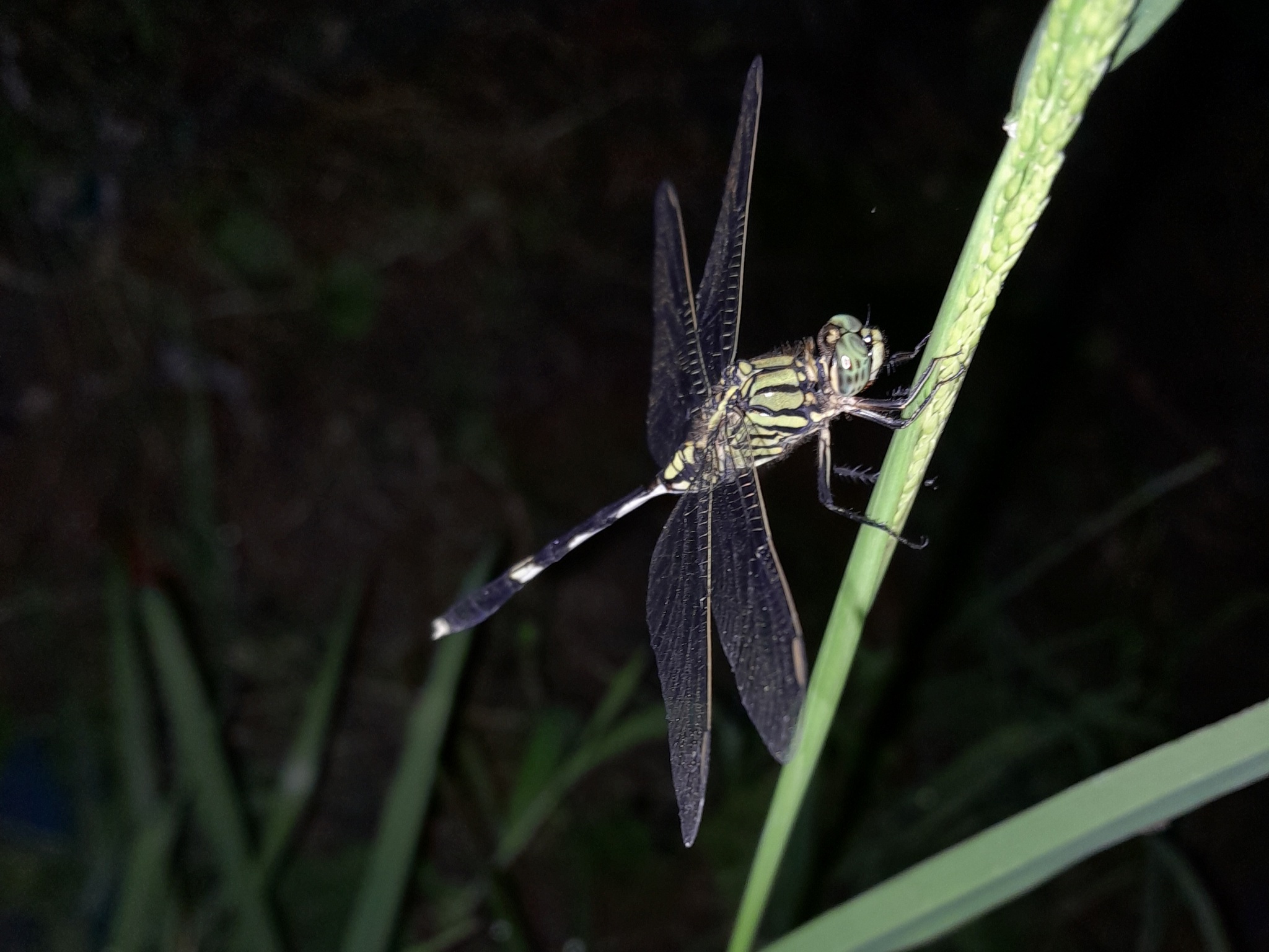 Slender Skimmer