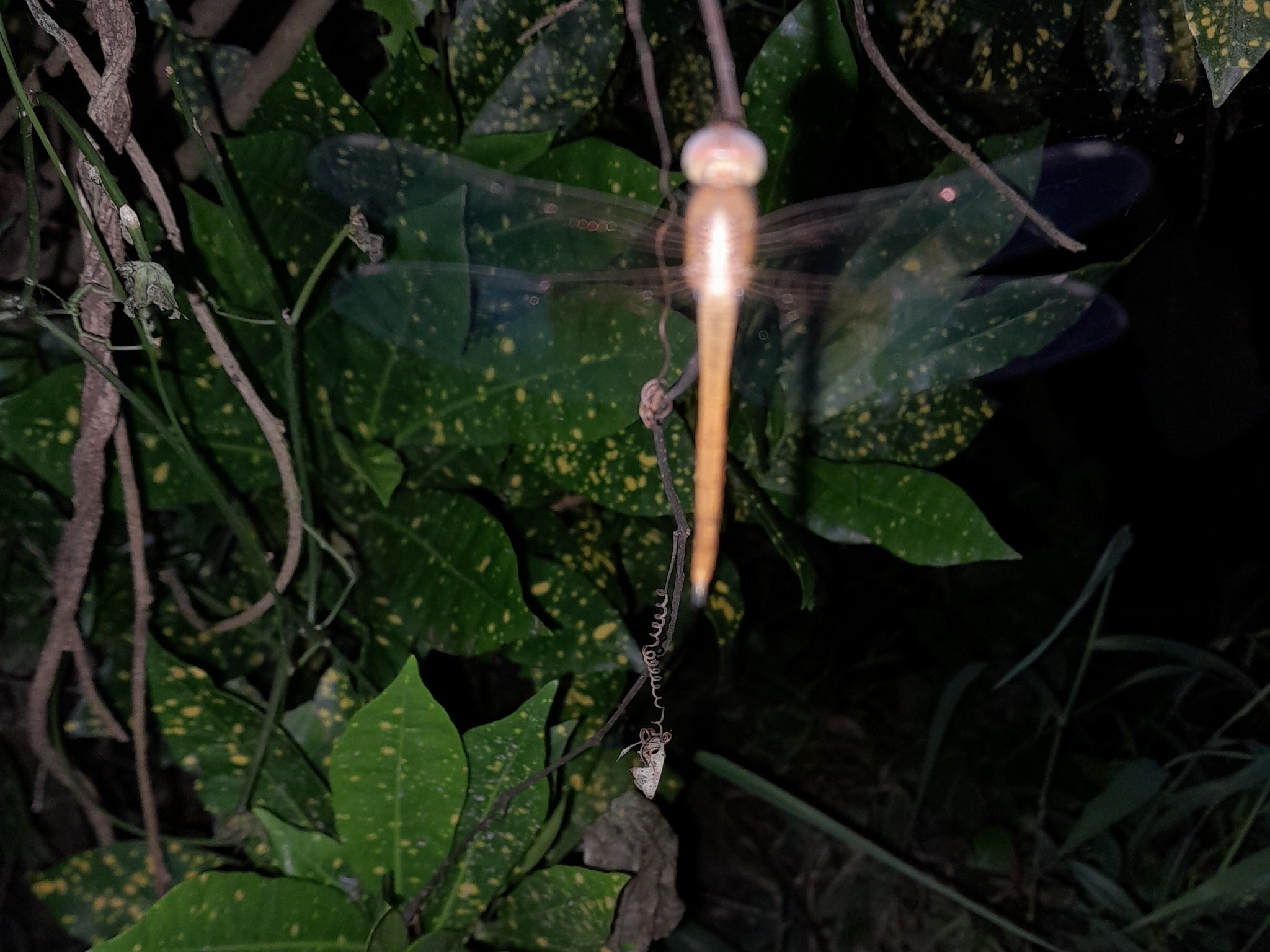Coral-Tailed Cloudwing