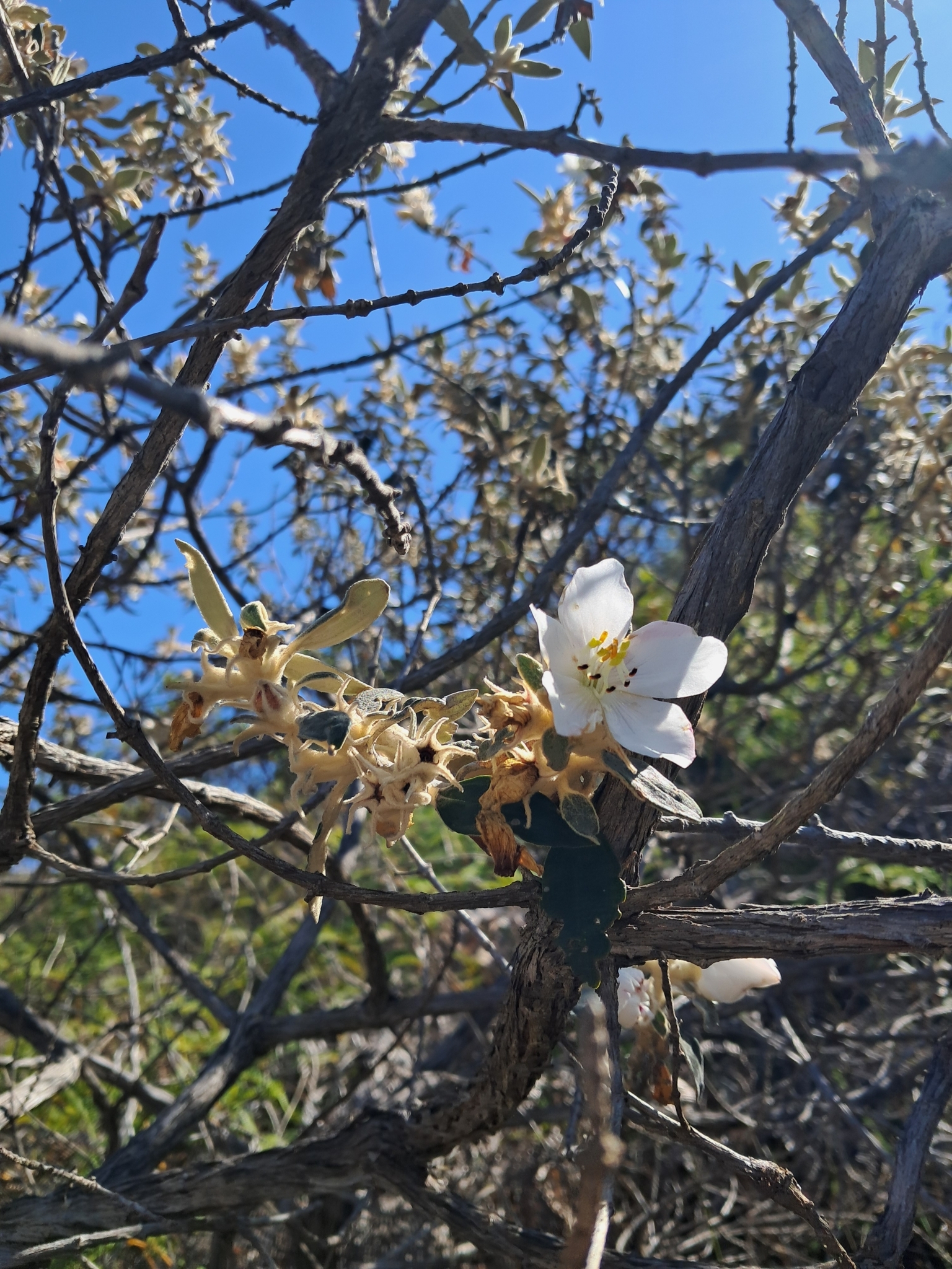 Trembleya laniflora