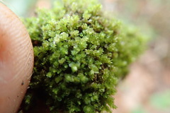 Marsupella emarginata