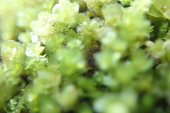 Marsupella emarginata