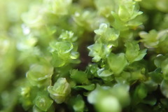 Marsupella emarginata