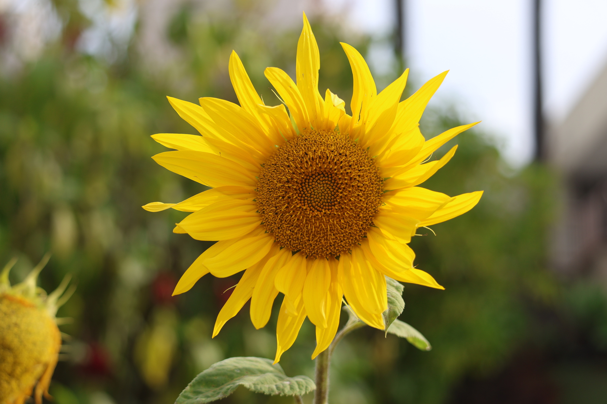 Helianthus annuus
