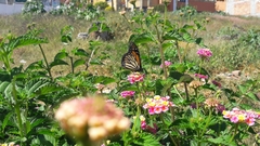 Danaus plexippus