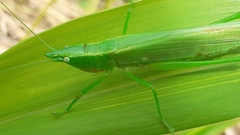 Caulopsis