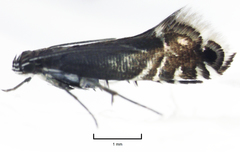 Glyphipterix simpliciella