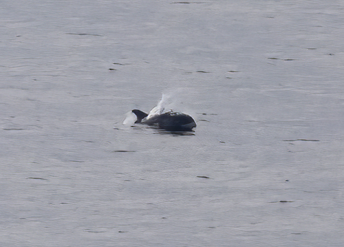 White-beaked Dolphin