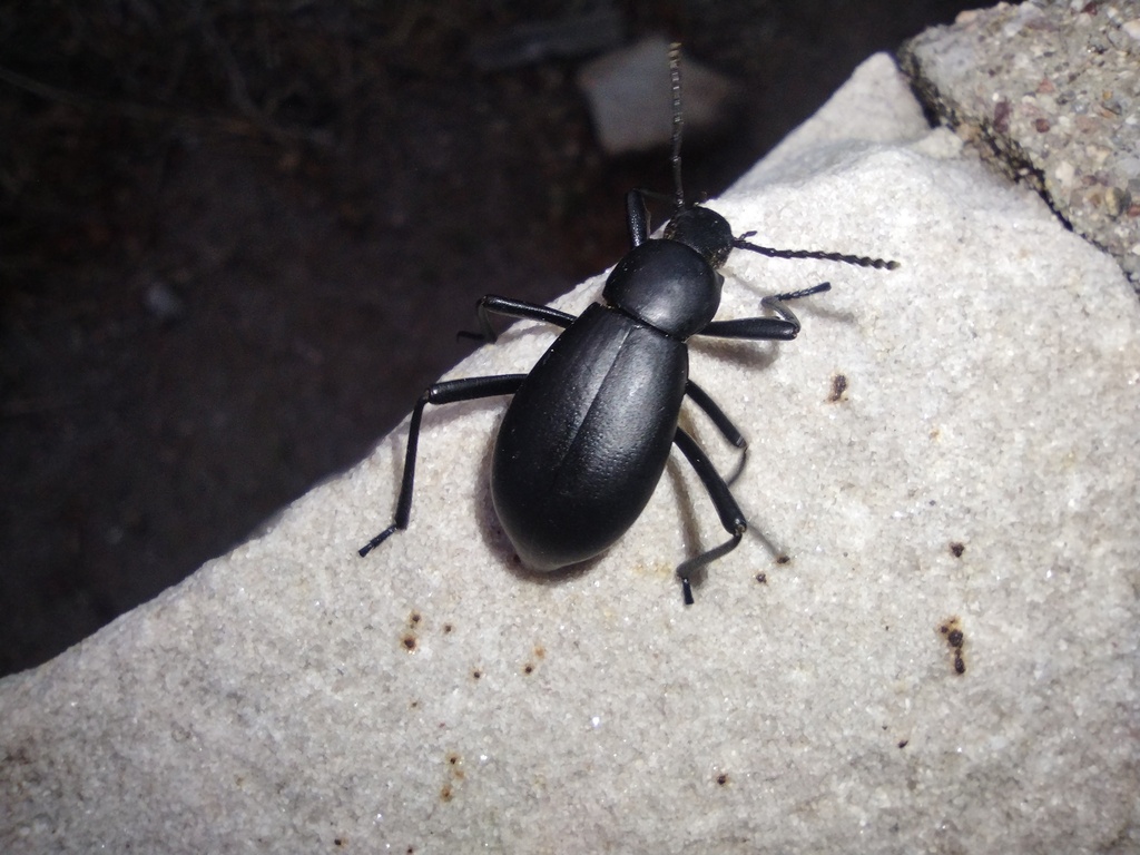 Eleodes madrensis