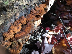Inonotus glomeratus