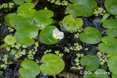 Hydrocharis dubia, photograph (c) Wang.QG, some rights reserved (CC BY)