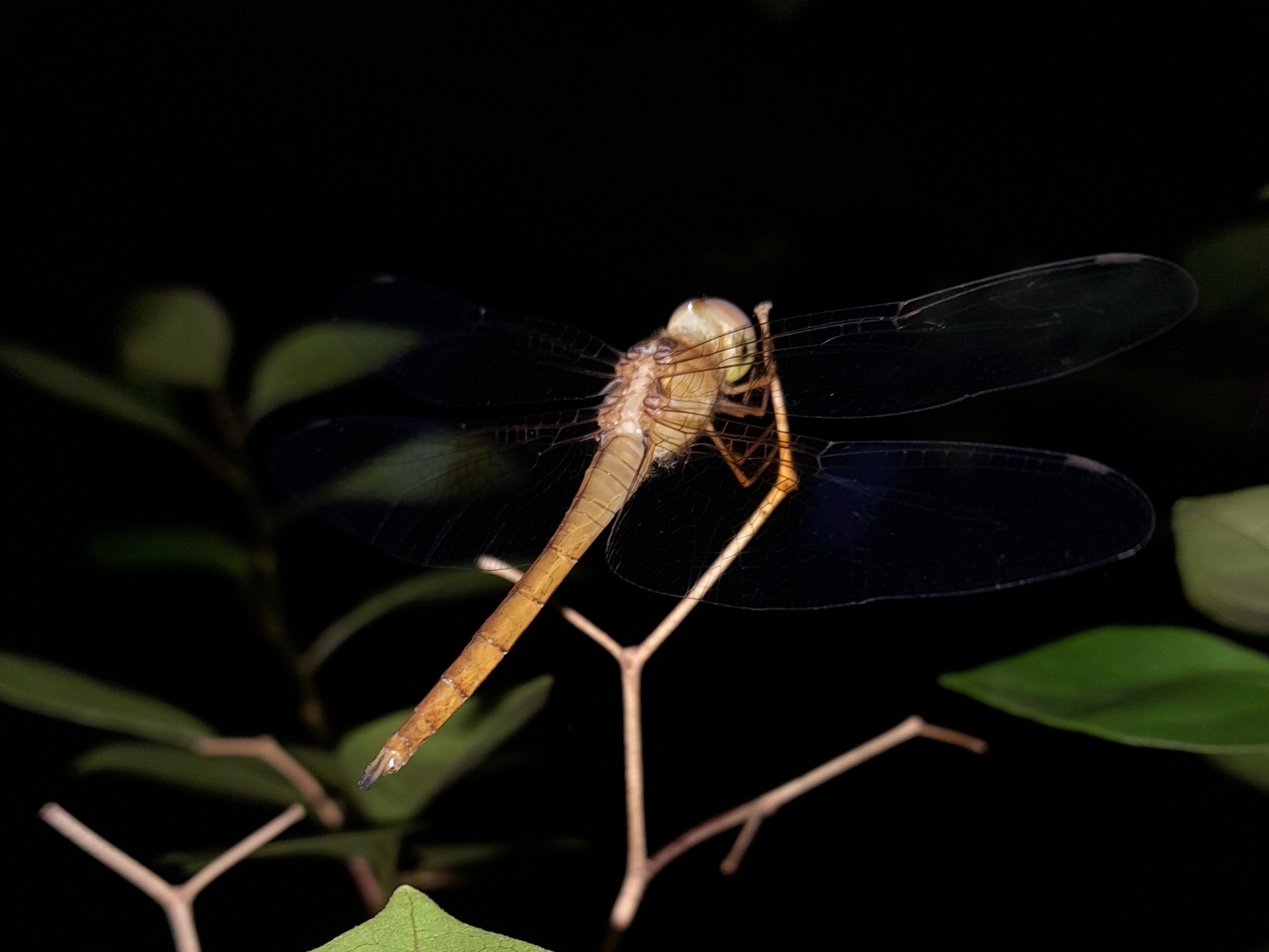 Coral-Tailed Cloudwing