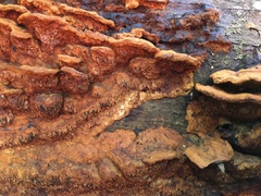 Inonotus glomeratus