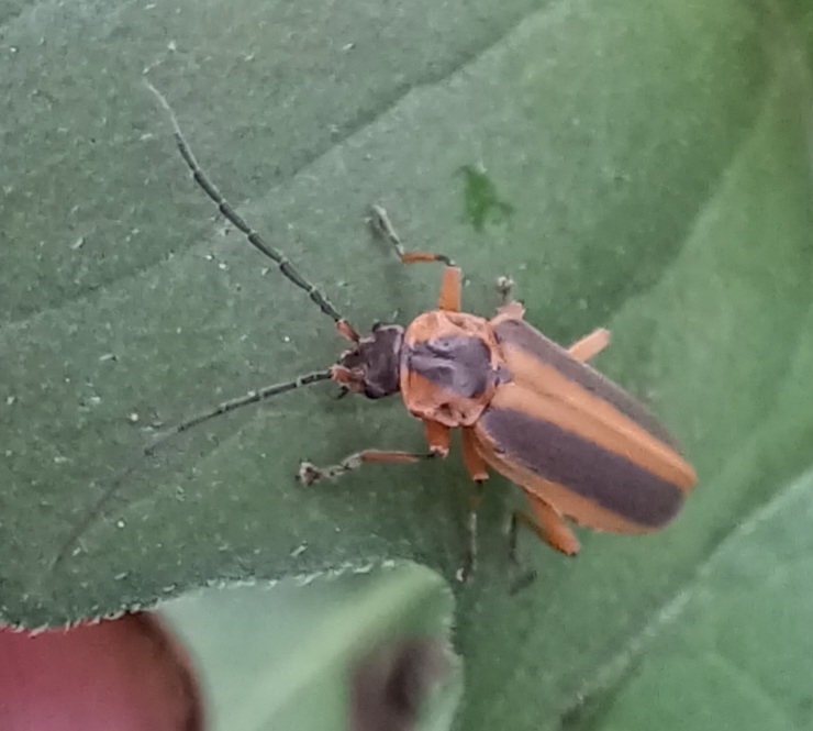 Afronycha circumdata