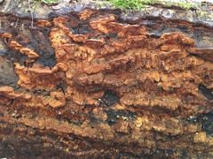 Inonotus glomeratus