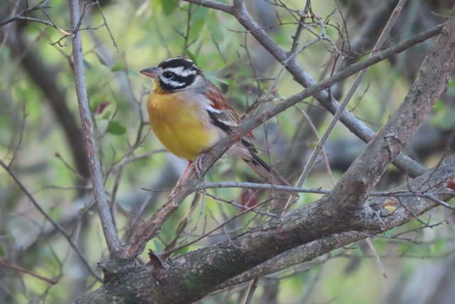Golden-breasted Bunting