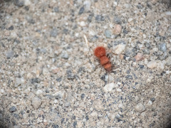 Sphaeropthalma unicolor