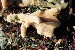Homaxinella amphispicula