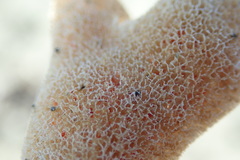 Homaxinella amphispicula