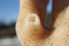 Homaxinella amphispicula