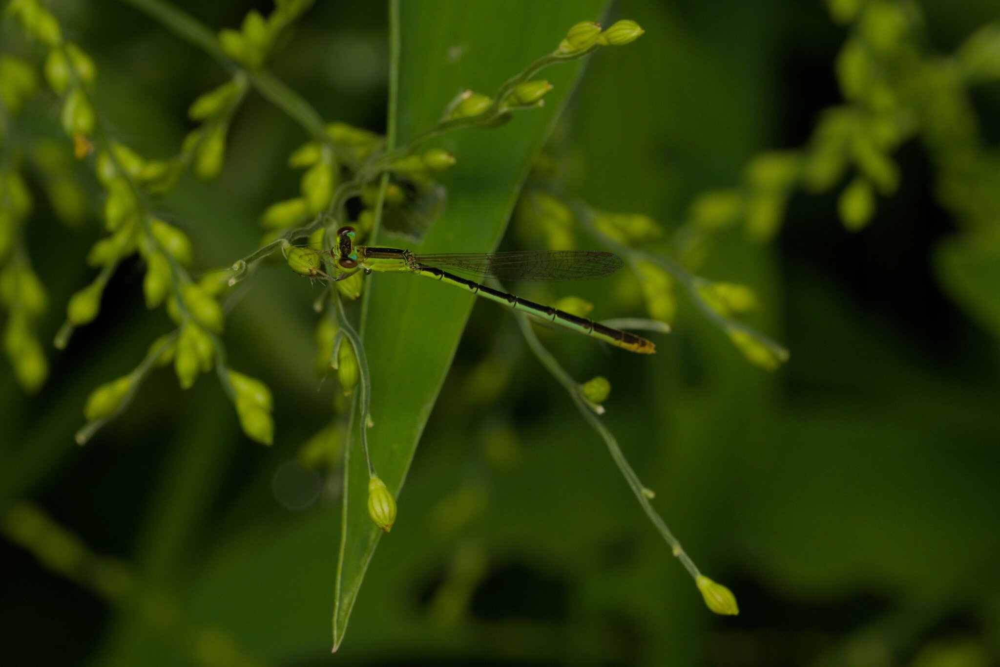 Pygmy Dartlet