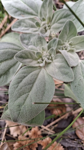 Dove Weed foliage