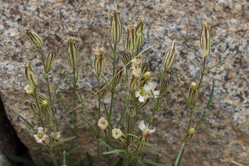 Sargent's Catchfly (Silene sargentii)