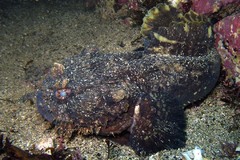 Batrachomoeus dubius