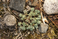 Sedum hispanicum