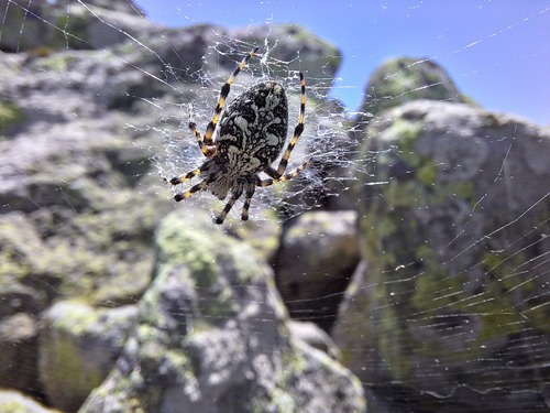Aculepeira talishia observed 2025-07-22