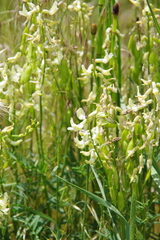 Astragalus filipes