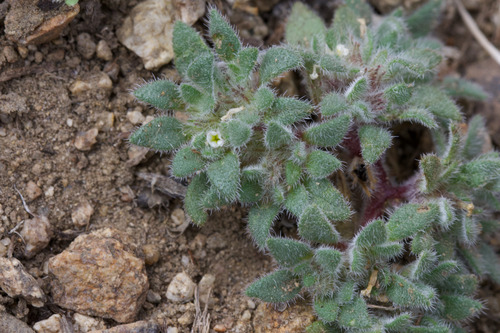 gray mat (Nama densa)