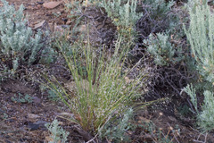 Arvel Hernandez, CC BY, iNaturalist via GBIF Eriocoma hymenoides, photograph Arvel Hernandez, CC BY, iNaturalist via GBIF