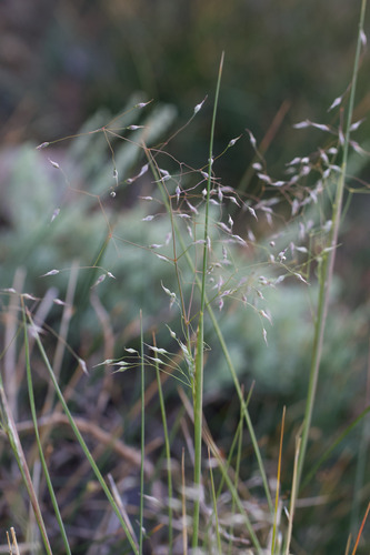Eriocoma hymenoides, photograph 2