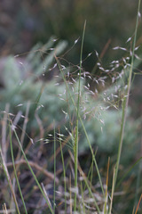 Arvel Hernandez, CC BY, iNaturalist via GBIF Eriocoma hymenoides, photograph Arvel Hernandez, CC BY, iNaturalist via GBIF