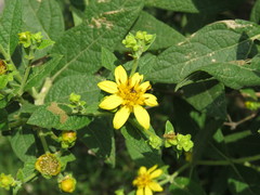 Verbesina sphaerocephala