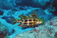 Heteroscarus acroptilus