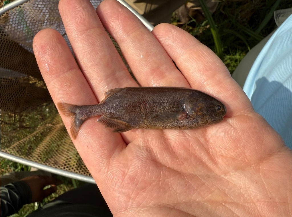 Dark stonebasher (Pollimyrus nigricans) — Mormyridae